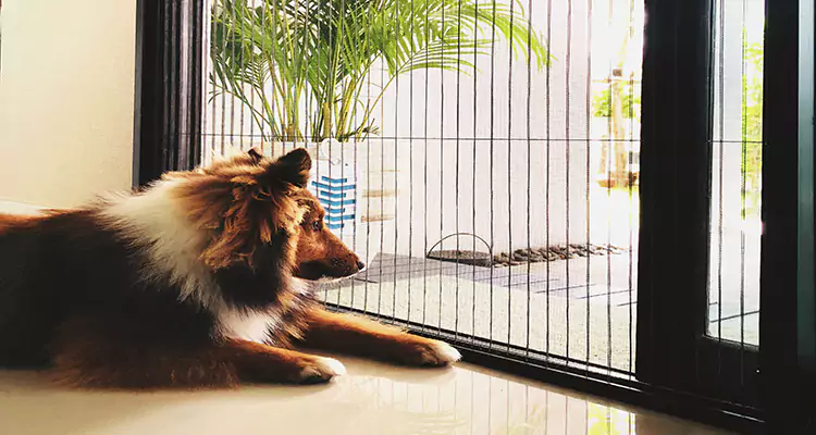 Sliding Screen Pet Door Repair in Oakleaf Plantation, FL