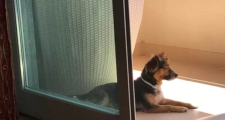 French Door Pet Screen Repair in Oakleaf Plantation, FL